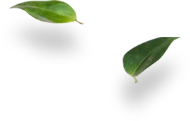 Shape4